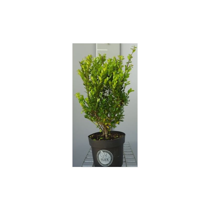 Ilex Dark Green