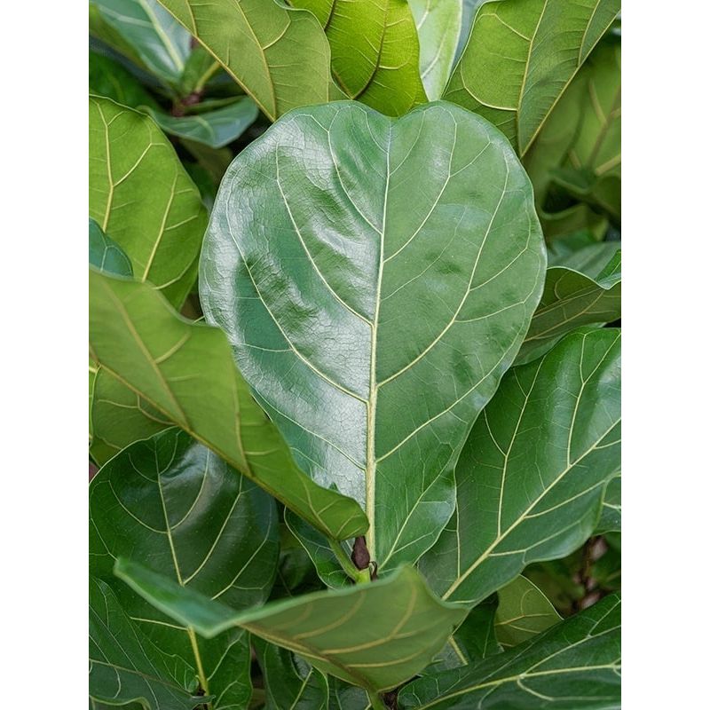 Ficus Lyrata op stam