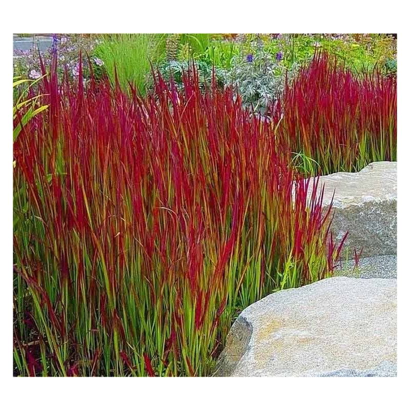 Imperata Red Baron - 6 stuks