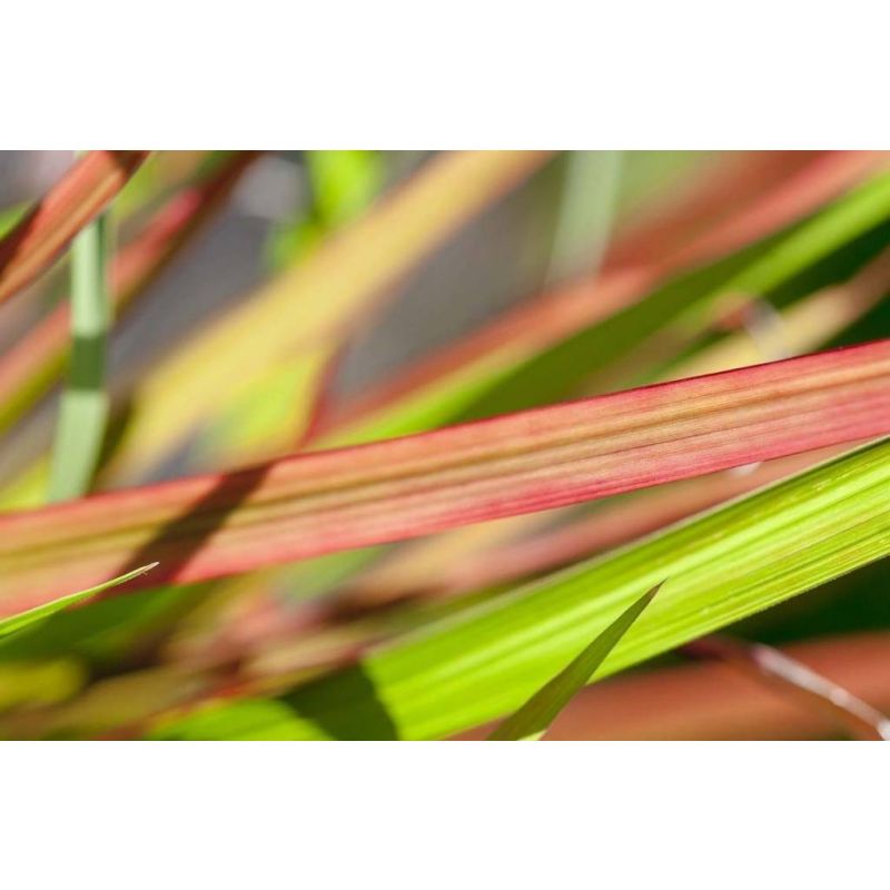 Imperata Red Baron - 6 stuks