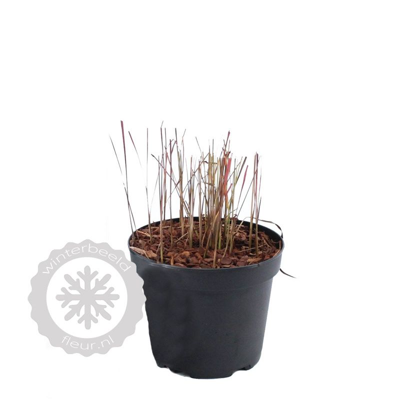 Imperata Red Baron - 6 stuks