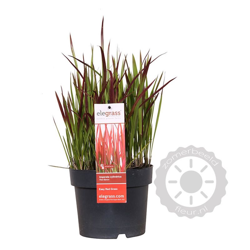 Imperata Red Baron - 6 stuks