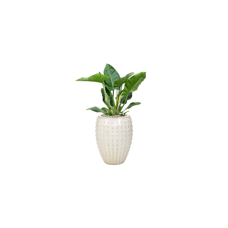 Philodendron Imperial Green 