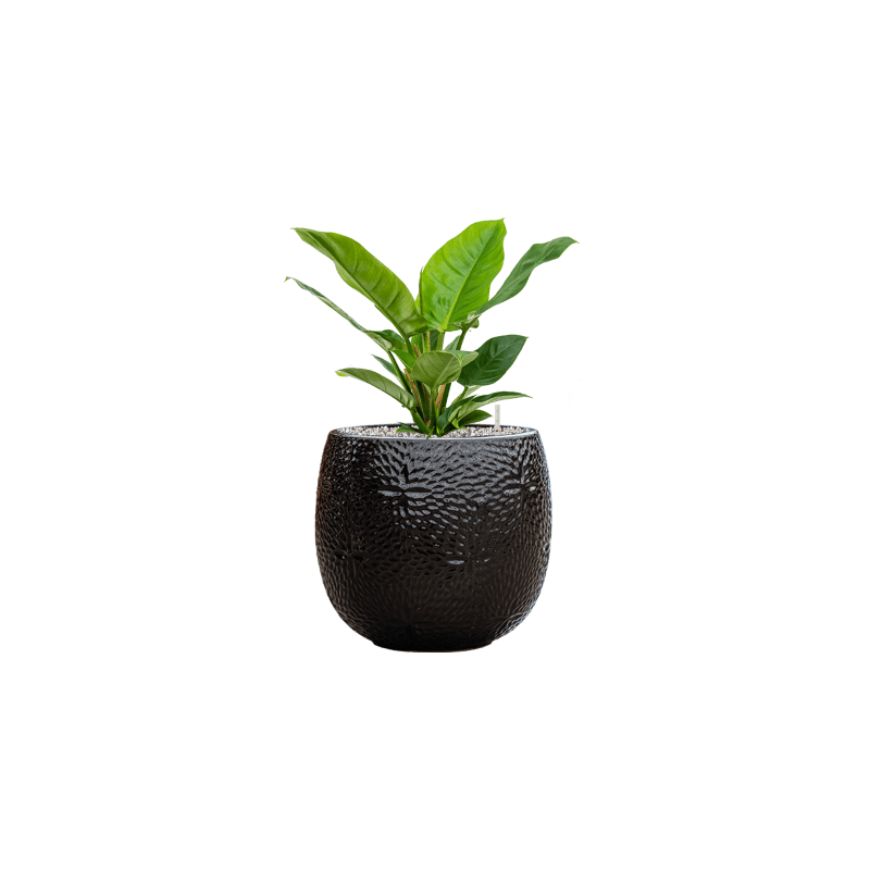 Philodendron Imperial Green 