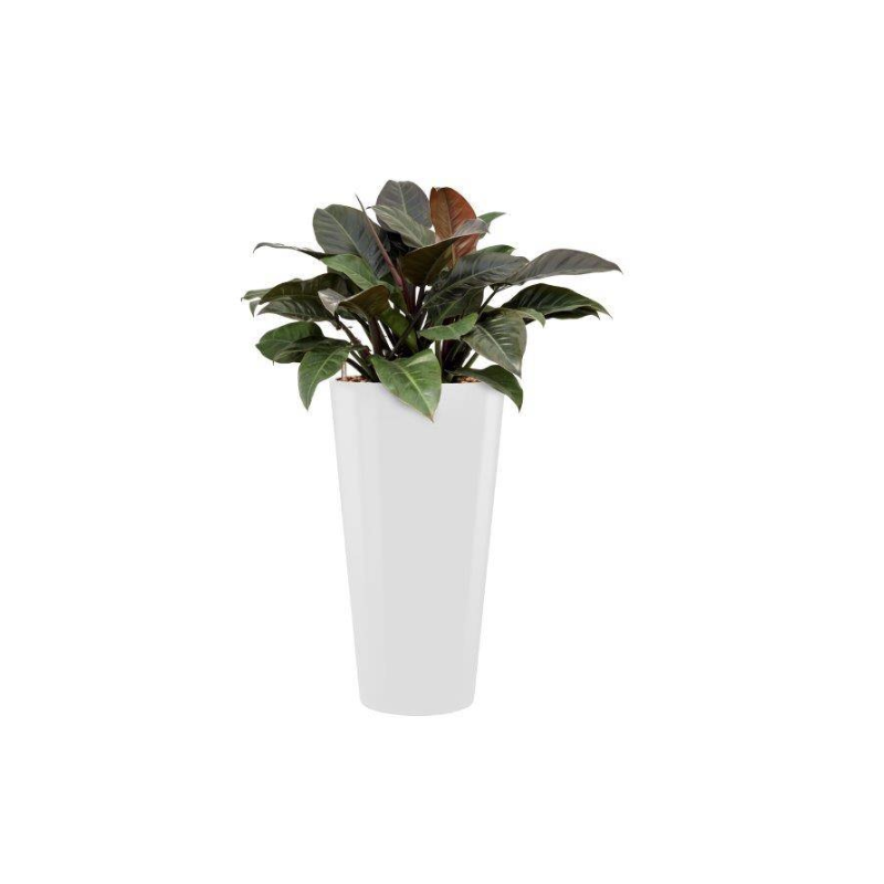 Philodendron Imperial Red hydrocultuur in Runner rond wit