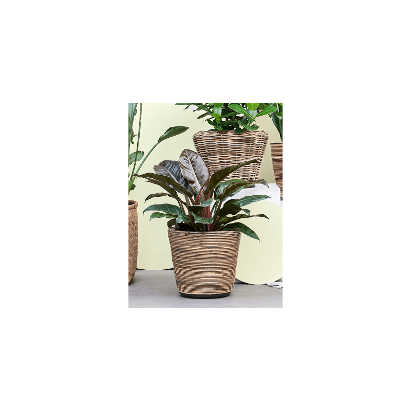 Philodendron Imperial Red 