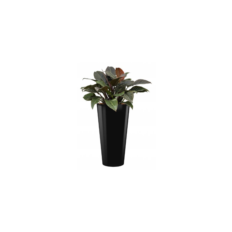 Philodendron Imperial Red hydrocultuur in Runner rond zwart