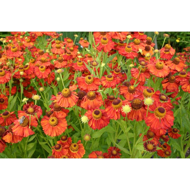 Helenium Indianersommer - 6 stuks