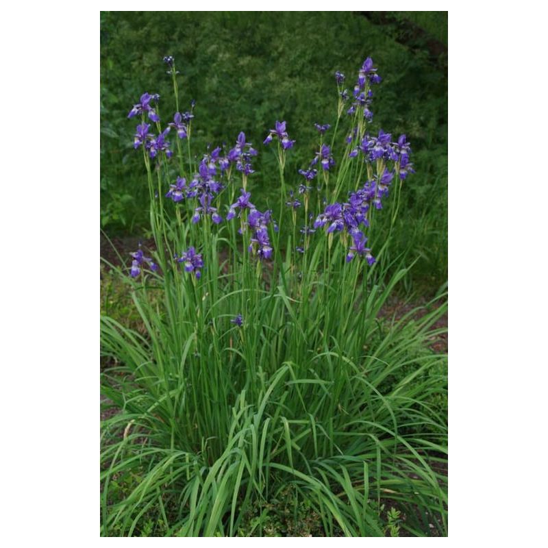 Iris Blue King - 6 stuks