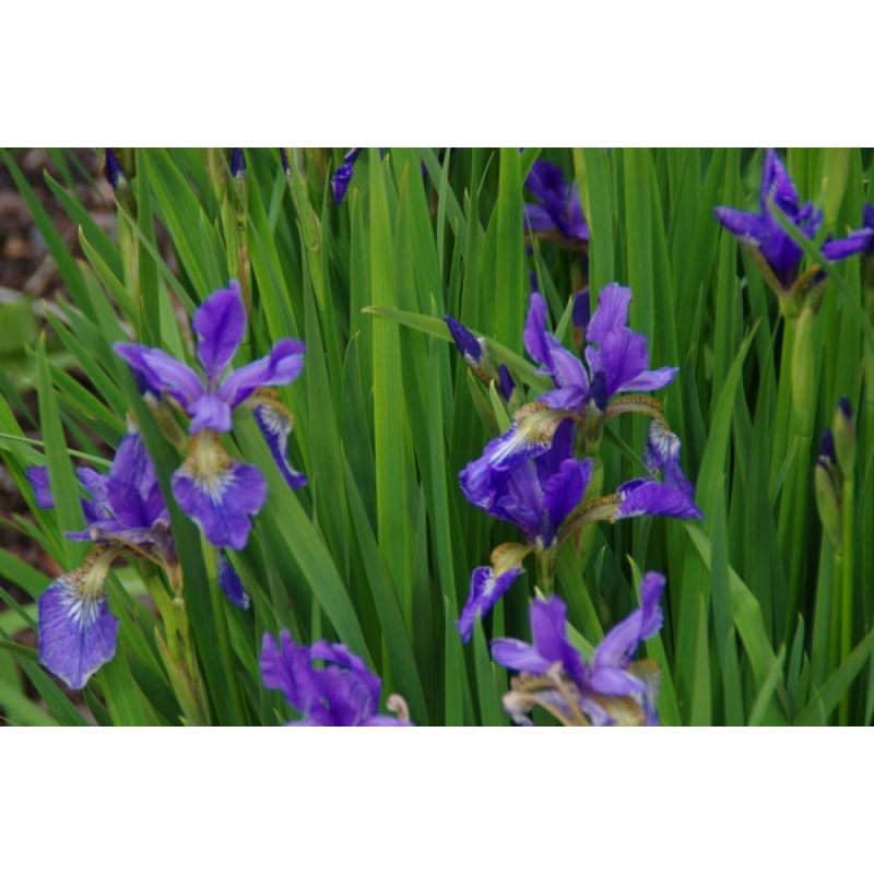 Iris sibirica - 6 stuks