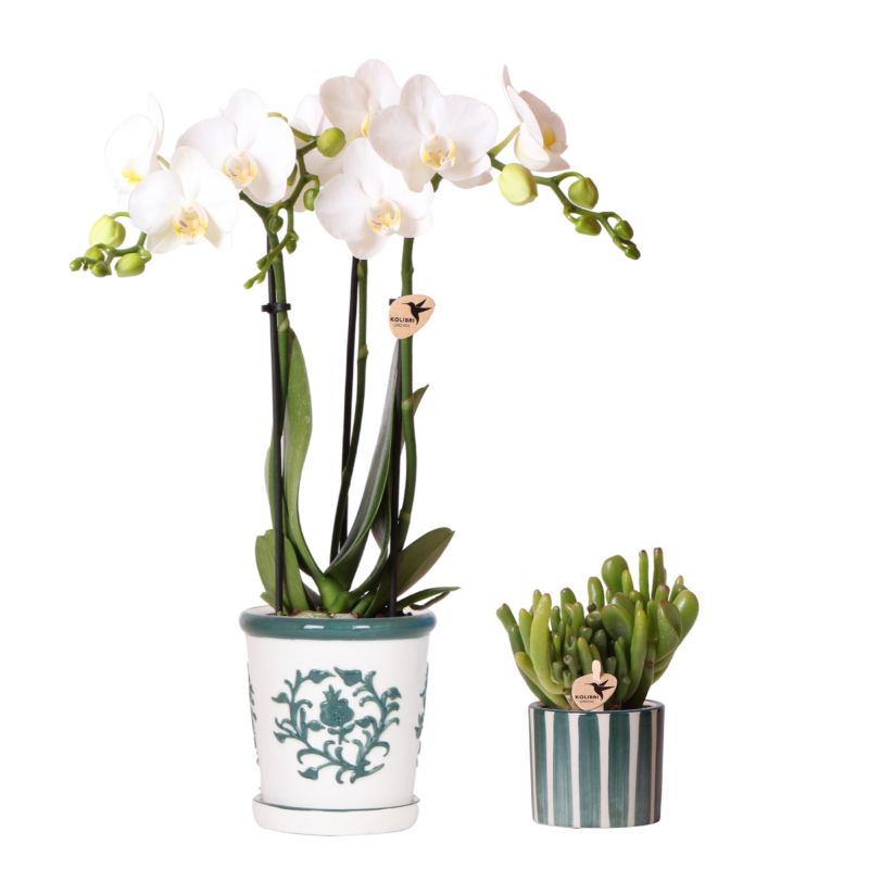 Orchidee in Ivory Elegance groen set