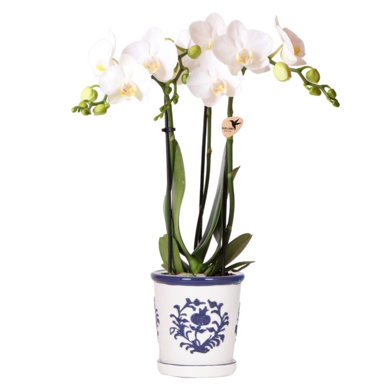 Orchidee in Ivory Elegance blauw