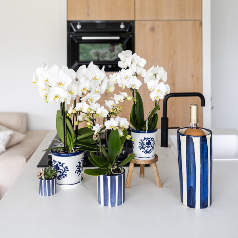 Orchidee in Ivory Elegance blauw