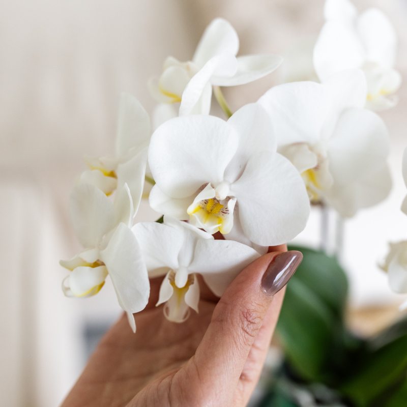 Orchidee in Ivory Elegance groen