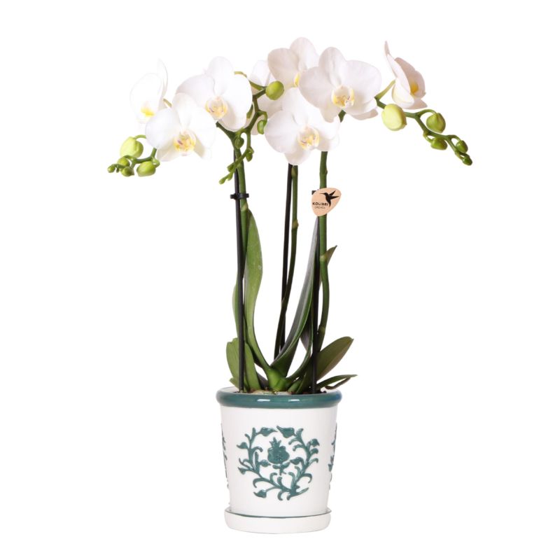 Orchidee in Ivory Elegance groen