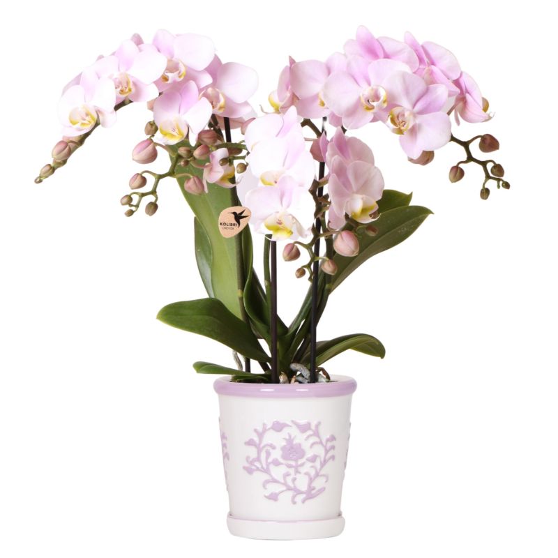 Orchidee in Ivory Elegance roze