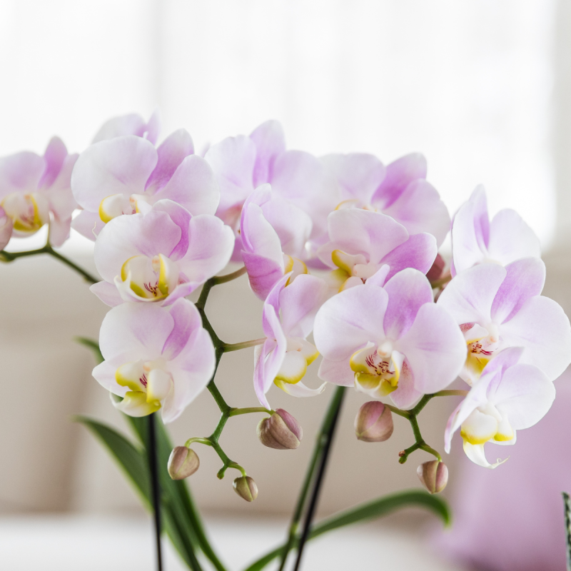 Orchidee in Ivory Elegance roze