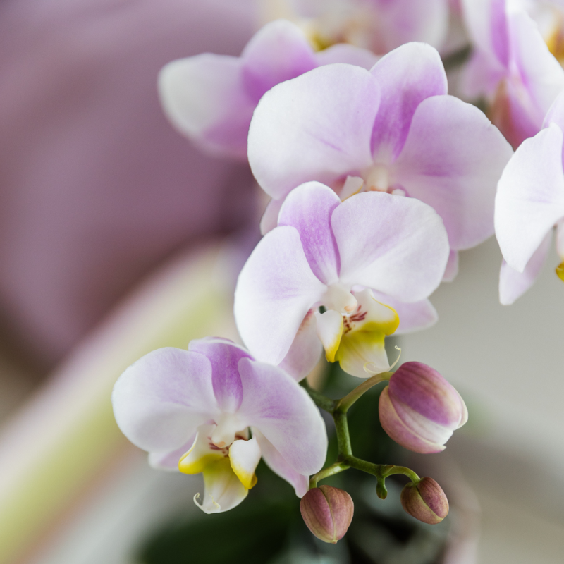 Orchidee in Ivory Elegance roze