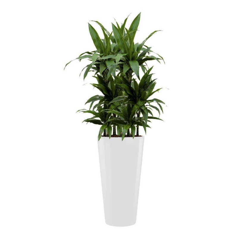 Dracaena Janet Craig hydrocultuur in Runner rond wit