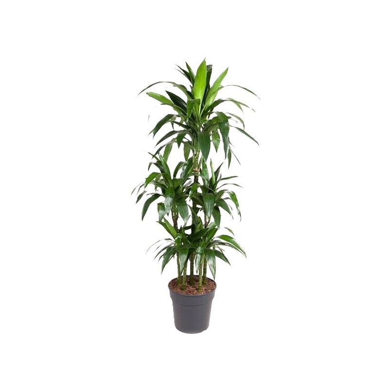 Dracaena Janet Craig carrousel