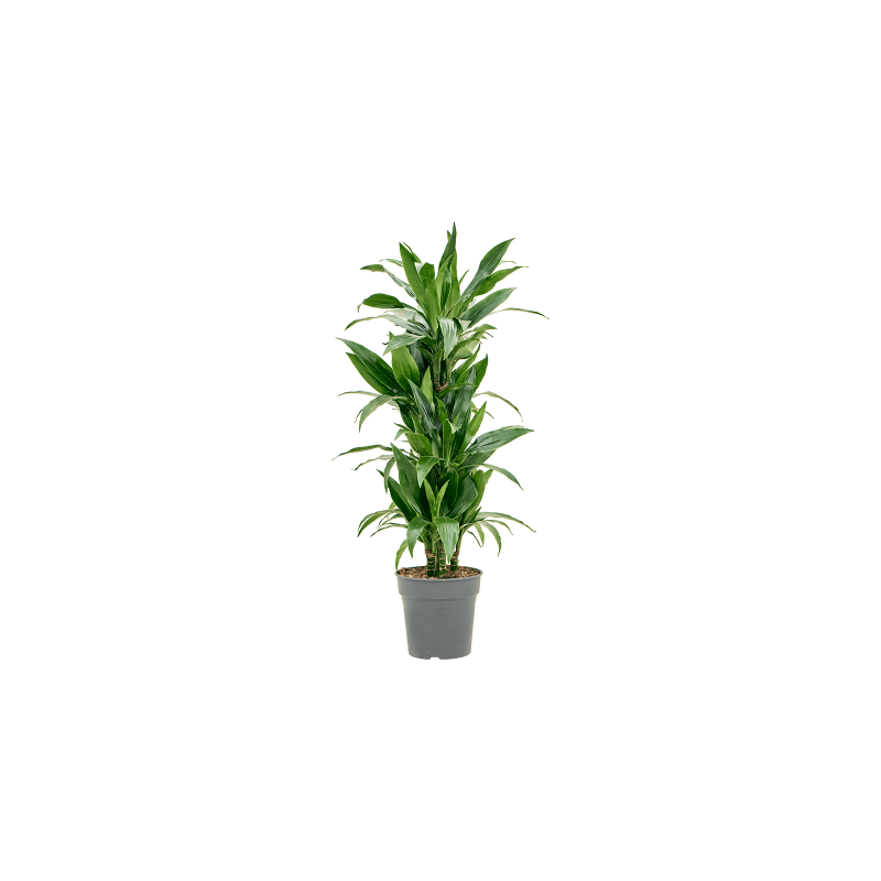 Dracaena Janet Craig vertakt