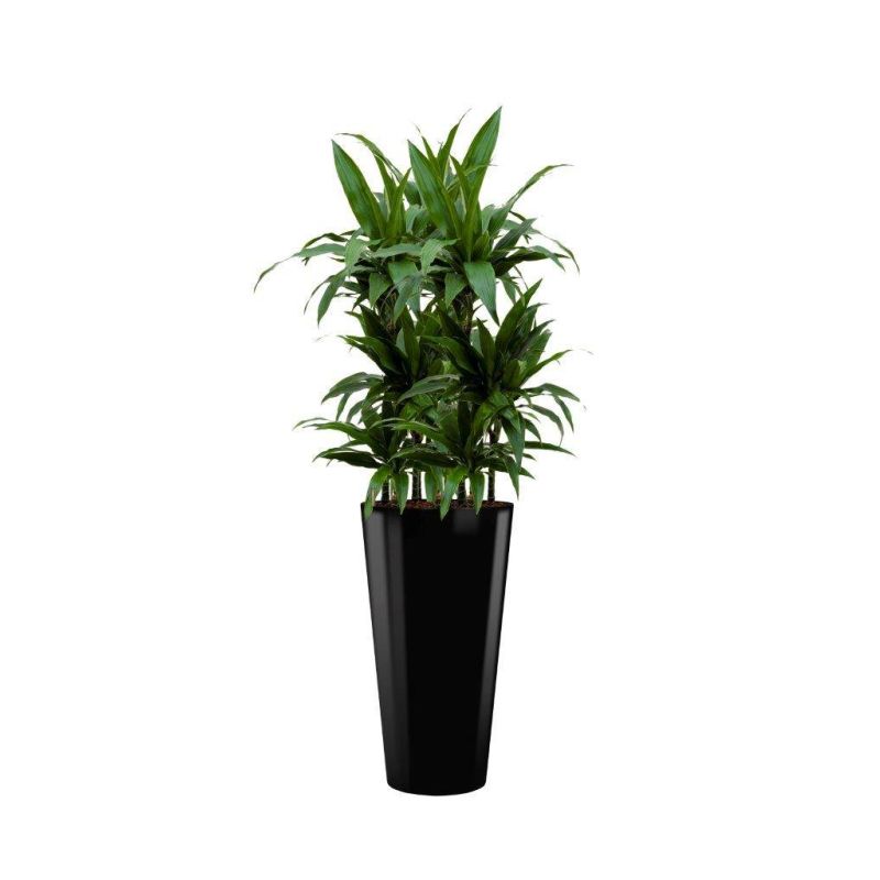 Dracaena Janet Craig hydrocultuur in Runner rond zwart