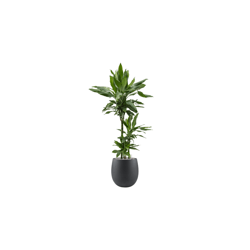 Dracaena Janet Lind 3-stam 