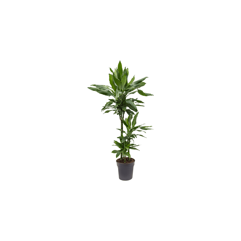 Dracaena Janet Lind 3-stam 