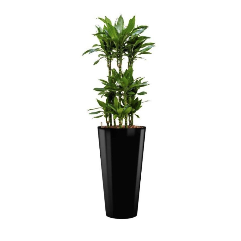 Dracaena Janet Lind in Runner rond zwart