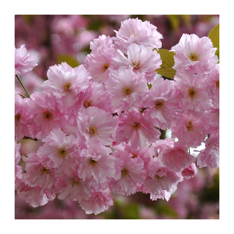 Prunus Serrulata 'Kanzan' - meerstammig