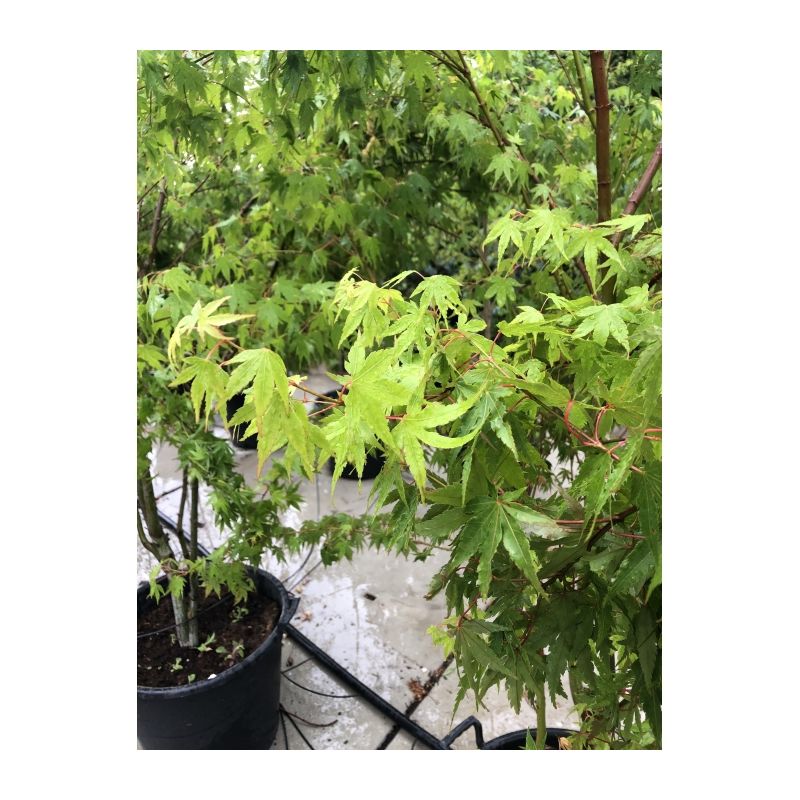 Acer Davidii - meerstammig