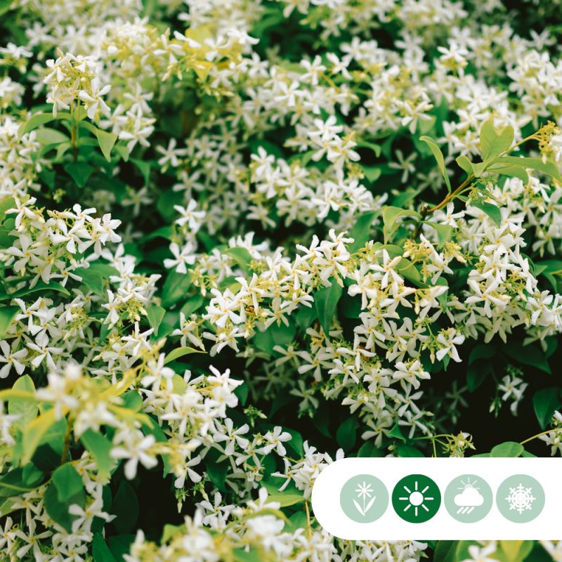 Trachelospernum jasminoides XXXL