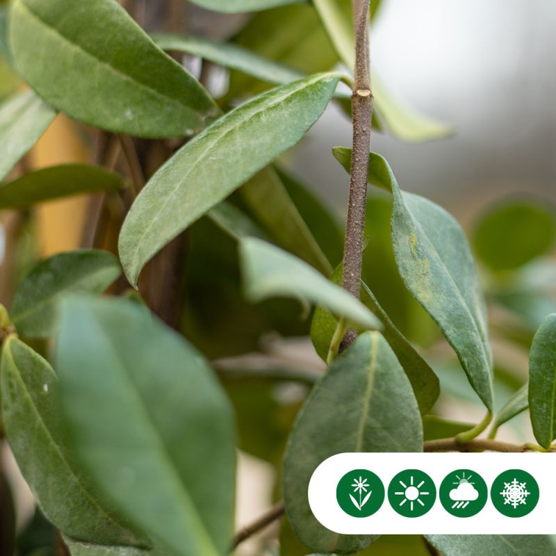 Trachelospernum jasminoides XXXL