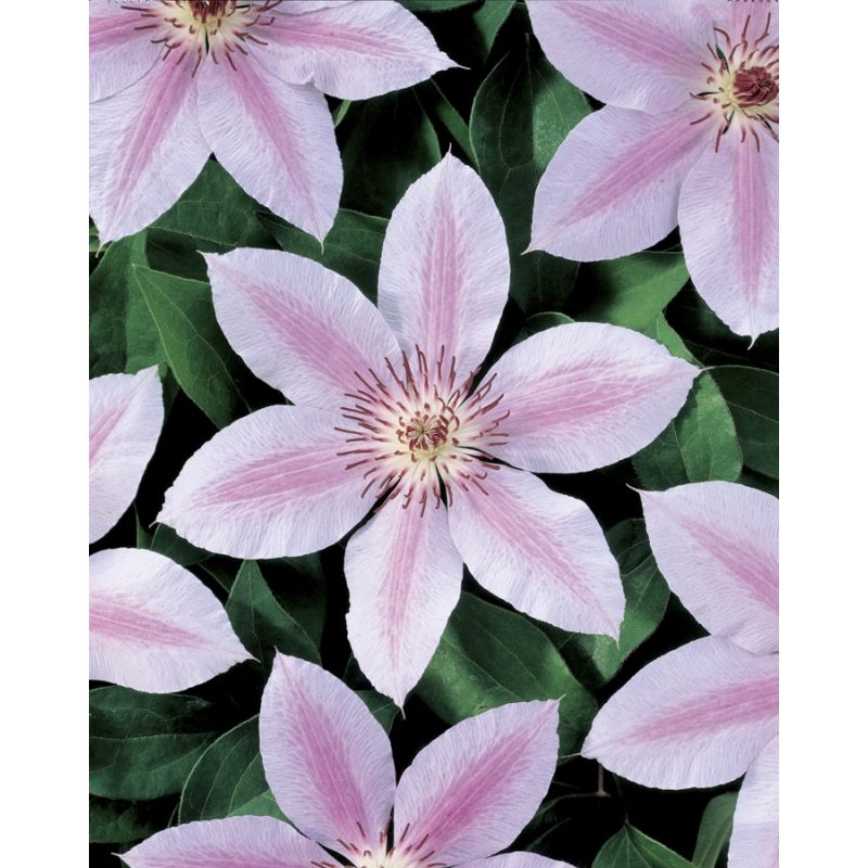 Clematis John Paul II