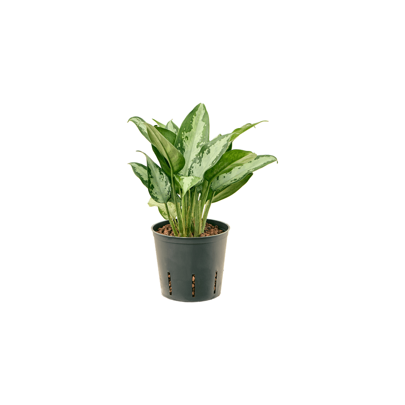 Aglaonema Jubilee