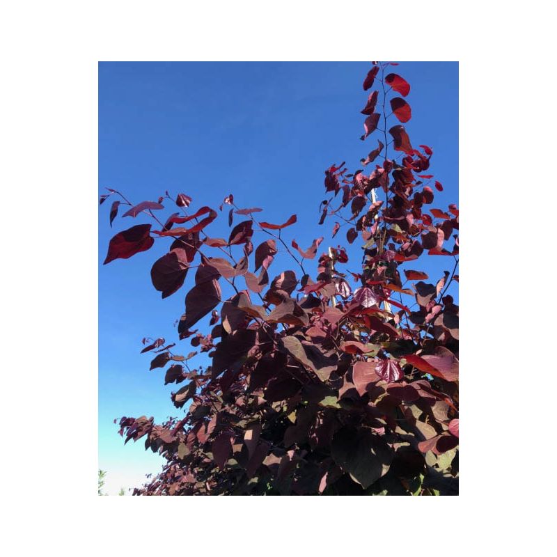 Cercis Canadensis Forest Pansy - meerstammig