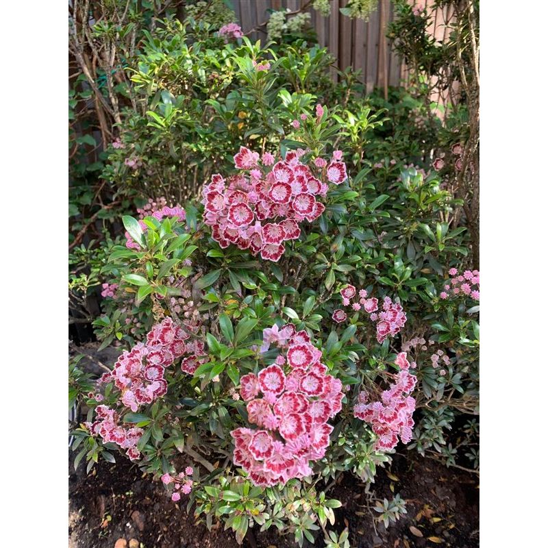 Kalmia Pinwheel