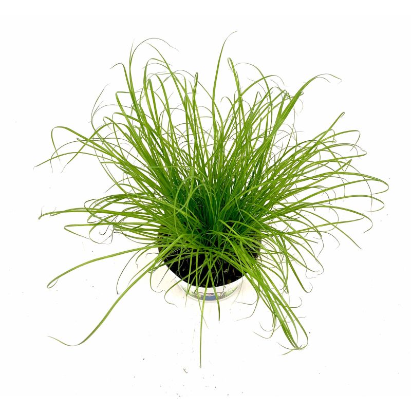 Cyperus Zuluma