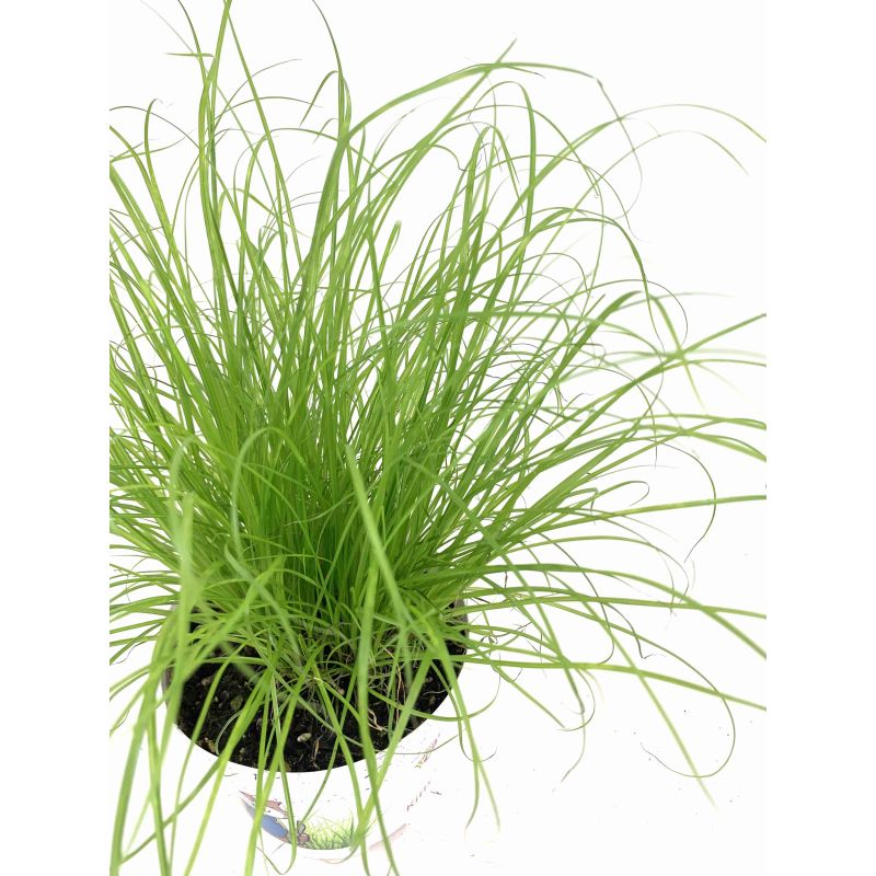 Cyperus Zuluma