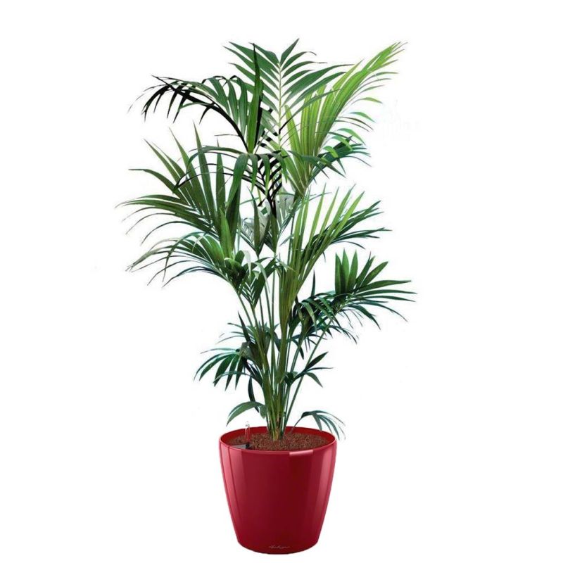 Kentia Howea in watergevende Classico rood