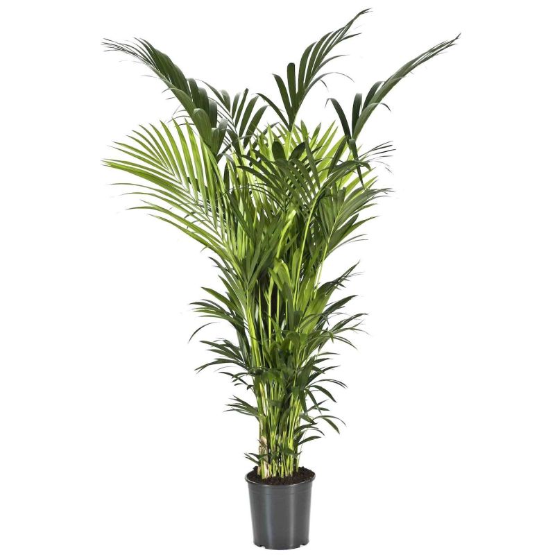 Helderheid indruk Huidige Palm Kentia Howea eenvoudig en snel online bestellen?