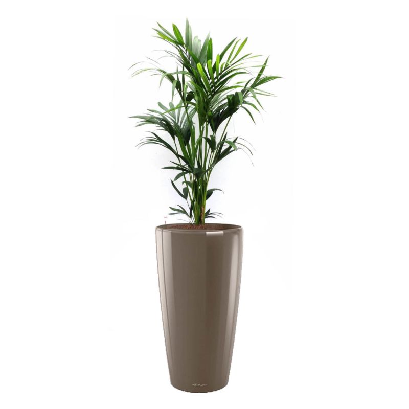 Kentia Howea in watergevende Rondo taupe