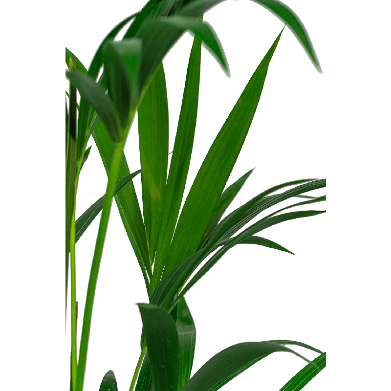 Kentia Howea 40cm