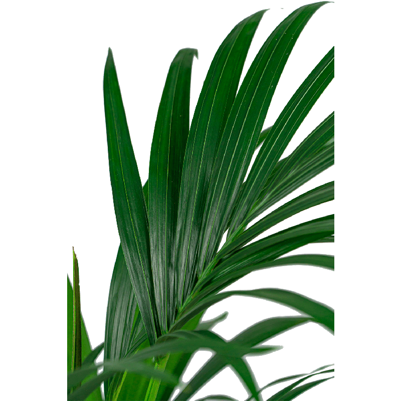 Kentia Howea 40cm