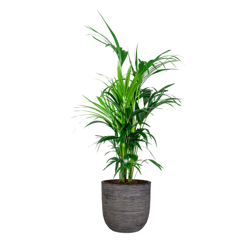 Kentia Howea in Nature Rib Egg Planter antraciet