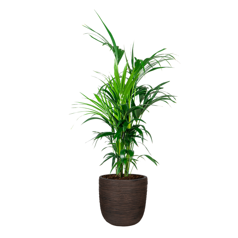 Kentia Howea in Nature Rib Egg Planter bruin