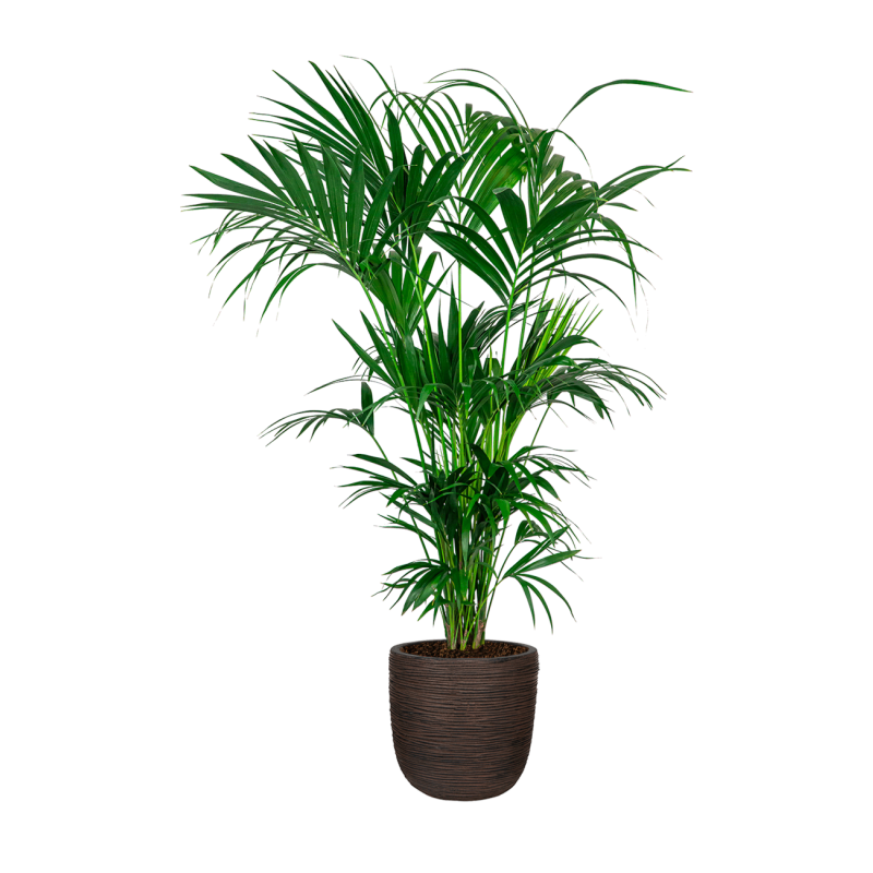 Kentia Howea XXL in Nature Rib Egg Planter bruin