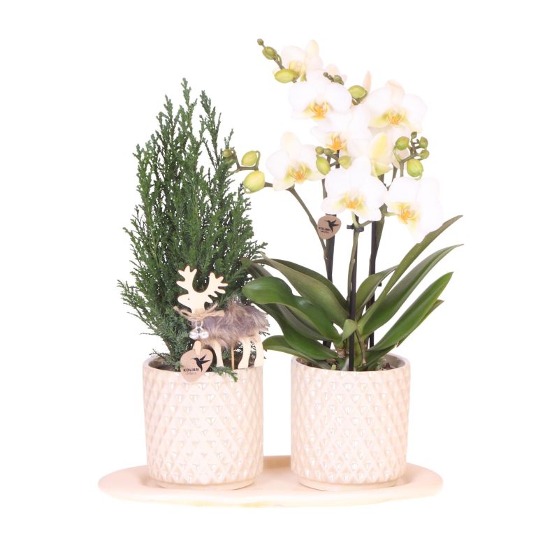 Planten Duo Kerst in Diamond Pearl Wit