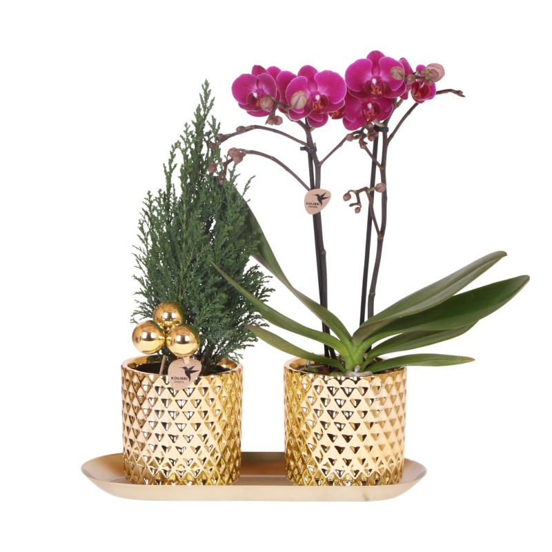 Planten Duo Kerst in Diamond Pearl Goud