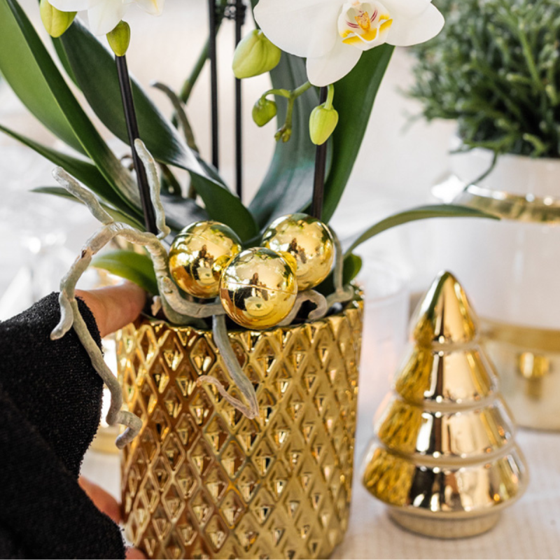 Planten Duo Kerst in Diamond Pearl Goud